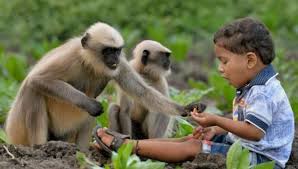 被狼養大的男嬰只吃生肉骨頭,無法迴歸人類生活,最後的命運悽慘 被狼養大的男嬰只吃生肉骨頭,無法迴歸人類生活,最後的命運悽慘
