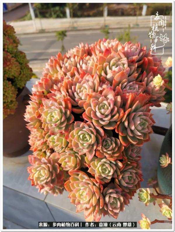 天南海北，一群熟悉又陌生的愛肉人