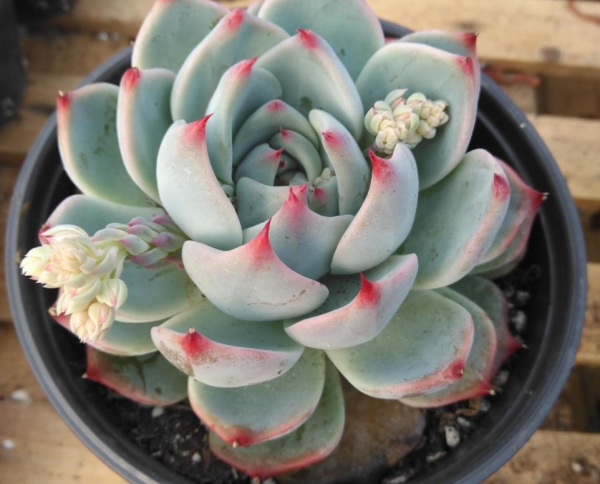 養多肉吉娃娃,天冷別放陽臺,這麼操作“美人尖”更亮眼 養多肉吉娃娃,天冷別放陽臺,這麼操作“美人尖”更亮眼