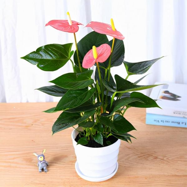 心心相印的花朵-植物非試管高效快繁粉掌 心心相印的花朵-植物非試管高效快繁粉掌