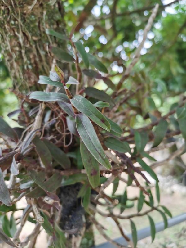 多次發現龍眼樹上有松鼠，原來松鼠竟然是來龍眼樹上吃石斛的