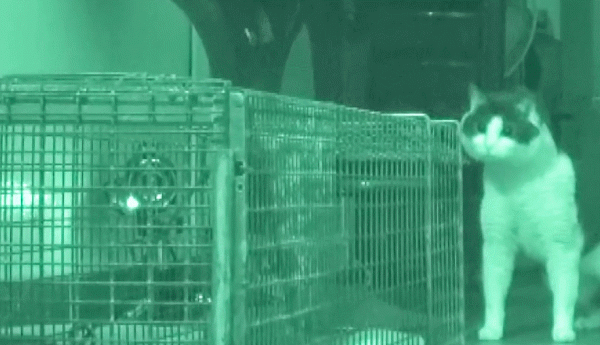 “我養了8年的奶牛貓，只見過它一面！”