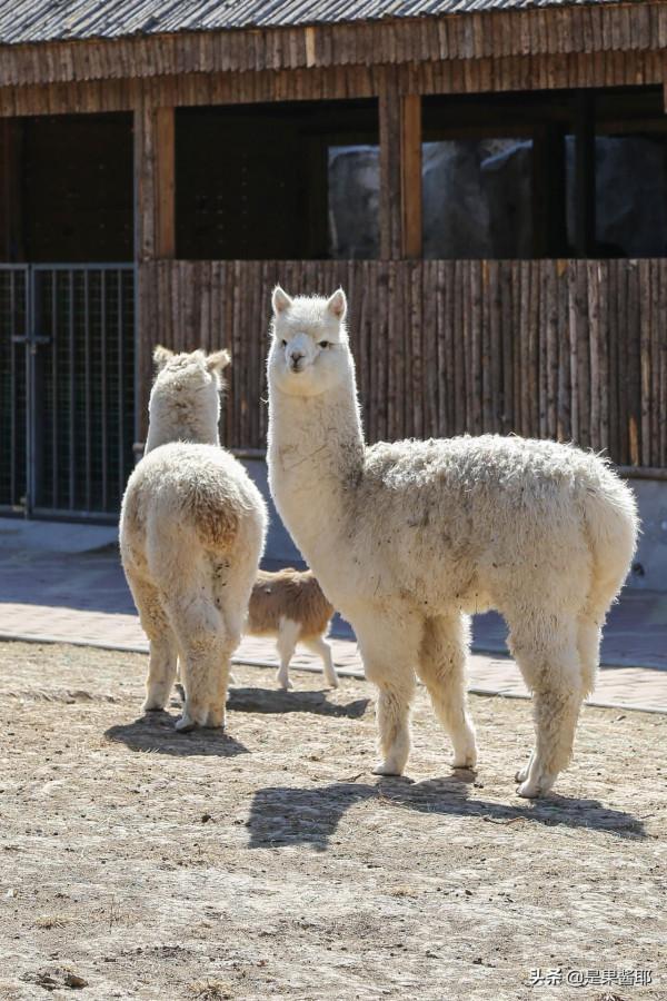 期待已久的本週運勢上(11.1-11.7) 期待已久的本週運勢上(11.1-11.7)