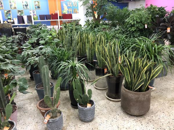 進入花市,不會挑選花卉?新手必備挑選指南,速來檢視 進入花市,不會挑選花卉?新手必備挑選指南,速來檢視