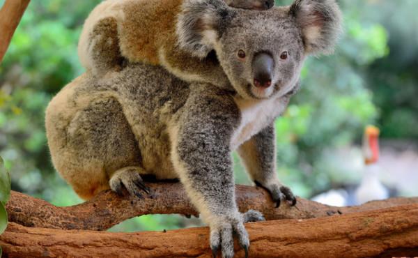 澳洲考拉陷絕種危機!衣原體強襲,染上恐失明、不孕 澳洲考拉陷絕種危機!衣原體強襲,染上恐失明、不孕