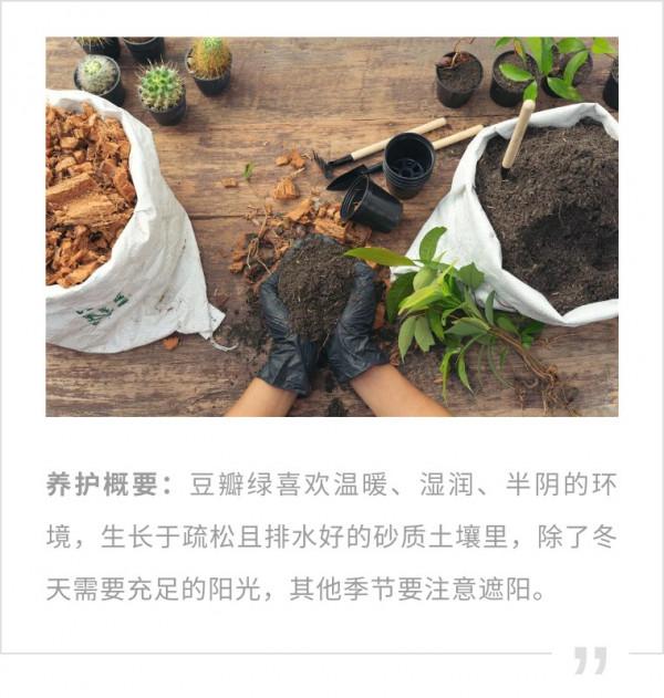 100種觀葉植物 | No.8 豆瓣綠養護攻略 100種觀葉植物 | No.8 豆瓣綠養護攻略