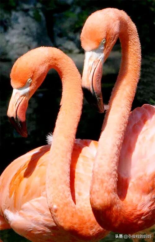分享——火烈鳥