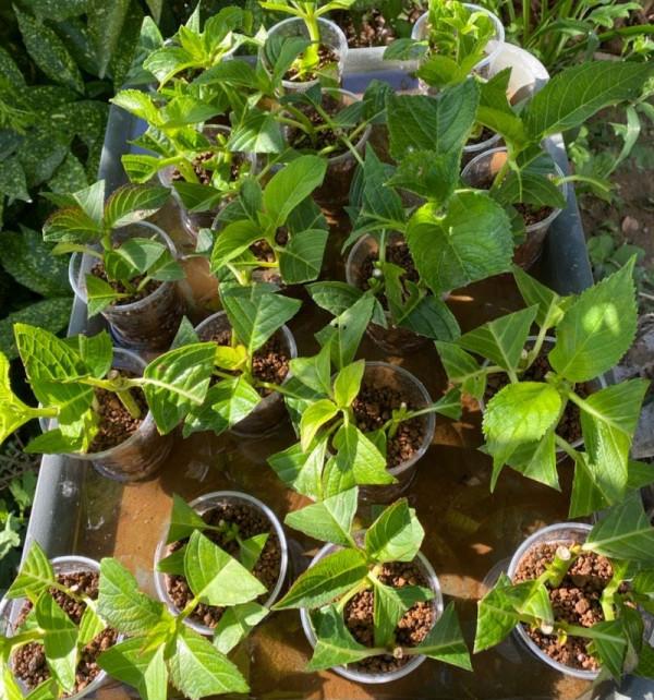 秋天快扦插，10種花不用買，掰個枝子插土裡，嗖嗖生根，成活率高