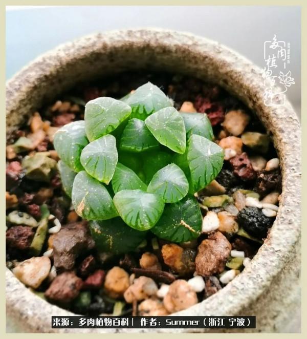 多肉小白2個月成功入坑:有我在,你們就負責變美吧 多肉小白2個月成功入坑:有我在,你們就負責變美吧