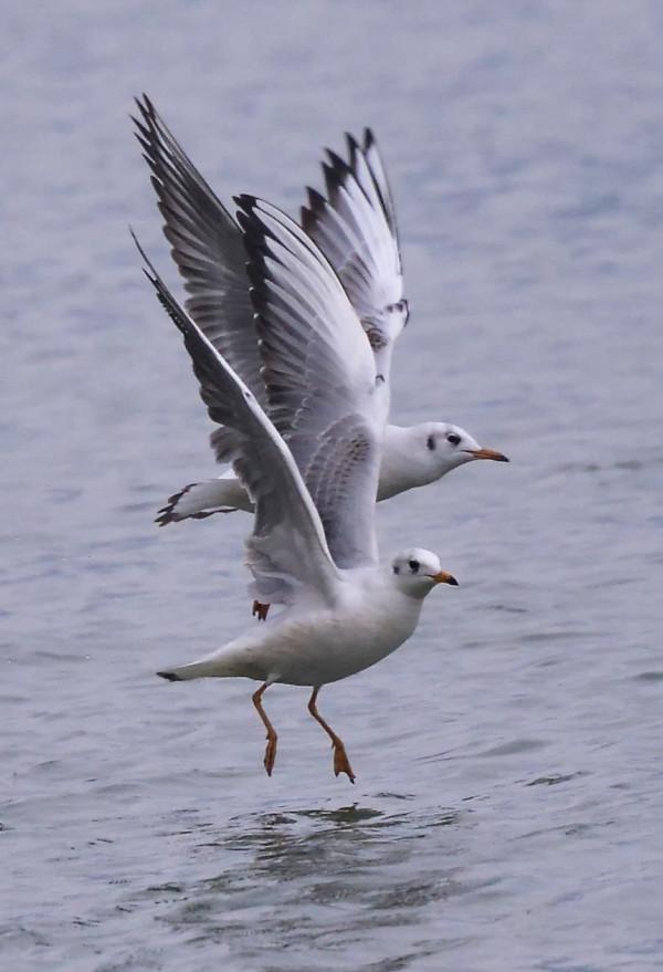 紅嘴鷗，一首生命的歌