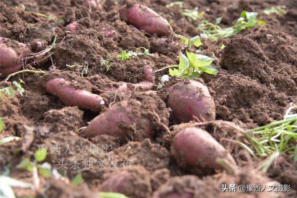 河南山區農民咋回事，老家花幾十萬蓋房卻不住，地裡種紅薯也不吃