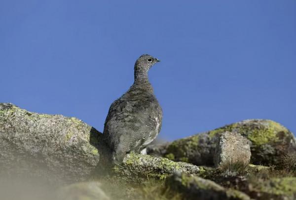 看這些野生動物的冬日“換裝”秀