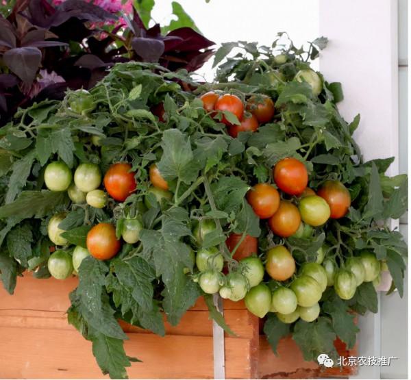 家庭百蔬園之矮生番茄 家庭百蔬園之矮生番茄