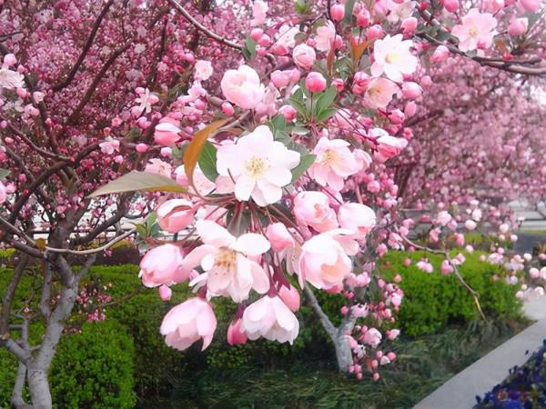 五大“吉祥花”,適合養客廳,喜歡養一盆,越養越“貴氣” 五大“吉祥花”,適合養客廳,喜歡養一盆,越養越“貴氣”