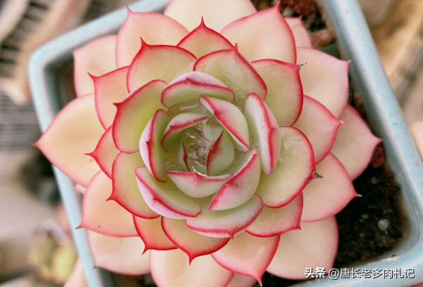 據說養多肉也有等級之分,一共6個等級,來看你達到哪個等級了? 據說養多肉也有等級之分,一共6個等級,來看你達到哪個等級了?