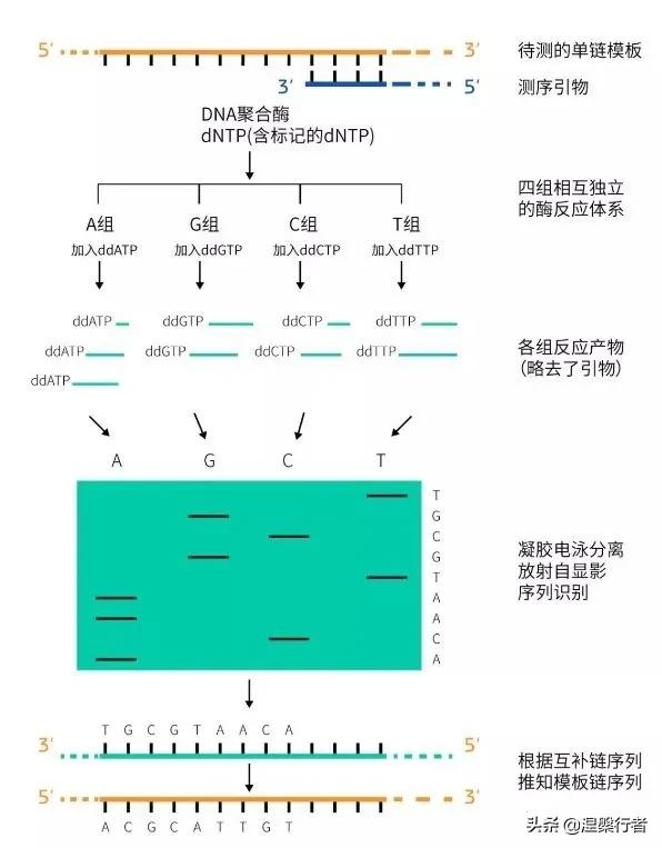 最懷才不遇的生物物理學家,發現全新生命種類,創立另類生命之樹 最懷才不遇的生物物理學家,發現全新生命種類,創立另類生命之樹