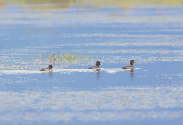 北海溼地生物多樣性科普：鳳頭潛鴨