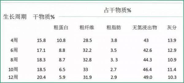 株高7米,畝產30噸,能收割15年的牧草,用來養豬能省不少飼料錢 株高7米,畝產30噸,能收割15年的牧草,用來養豬能省不少飼料錢