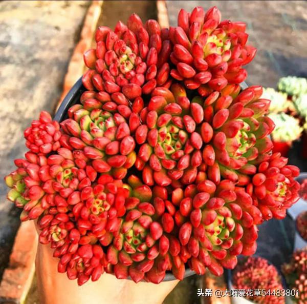 適合12月入手的8種多肉，冬天越曬越漂亮，養再多也不嫌夠