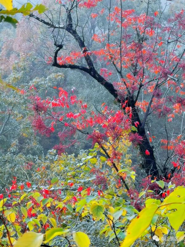 週末好去處，賞秋網紅打卡地！
