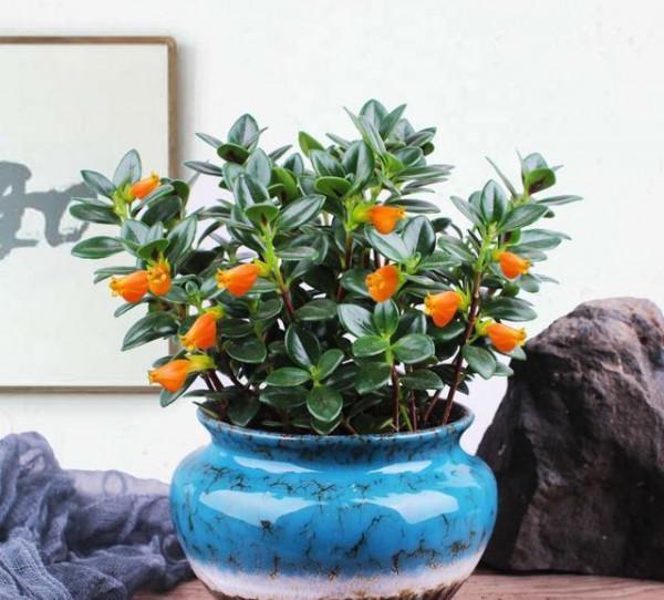 9種&OpenCurlyDoubleQuote;貴氣花&rdquo;，立春後&OpenCurlyDoubleQuote;快扦插&rdquo;，生根快，比夏天還&OpenCurlyDoubleQuote;好活&rdquo;