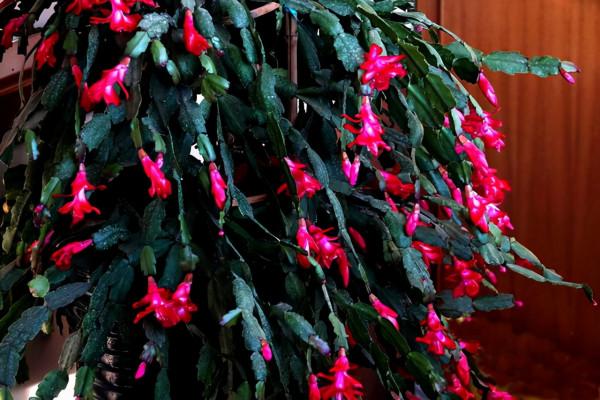 8種需要冬天“停水”的花,再澆水,可能會要了它們的命 8種需要冬天“停水”的花,再澆水,可能會要了它們的命