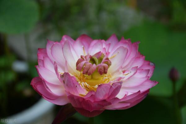 這些花溫度越高,長勢越好,除了不能遮光以外,還要做好“三勤” 這些花溫度越高,長勢越好,除了不能遮光以外,還要做好“三勤”