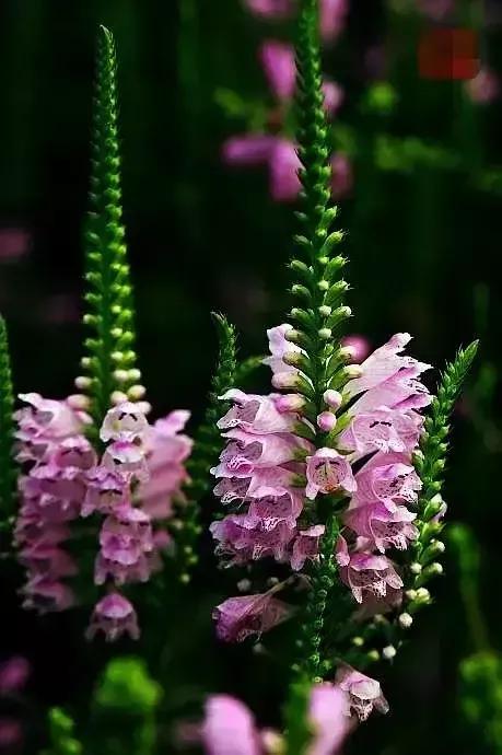 世界金獎醉美的花卉