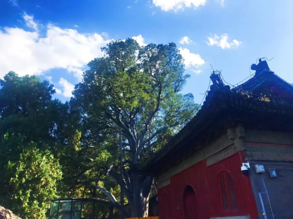 初秋到戒臺寺尋覓禪境，還有佛教最高等級的戒壇可以參觀~