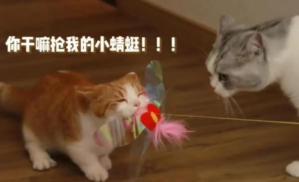 陳皮到豬皮 陳皮到豬皮