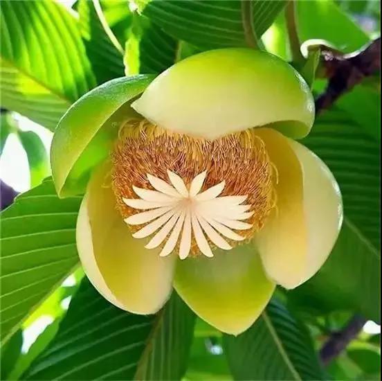 32種罕見的鮮花欣賞