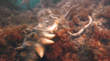 秋天到了,這些“夏眠”的動物醒了嗎? 秋天到了,這些“夏眠”的動物醒了嗎?