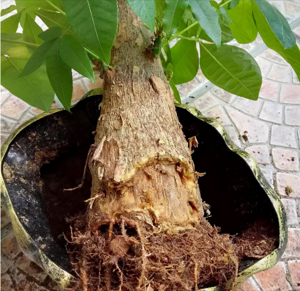 這些花就算長再大也只適合用“小盆”栽，大盆栽種易黑腐、爛根