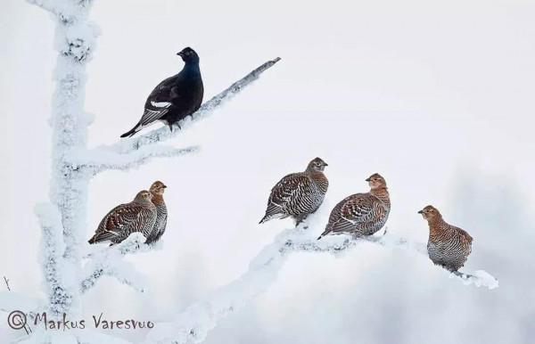 大雪中的鳥，太美了