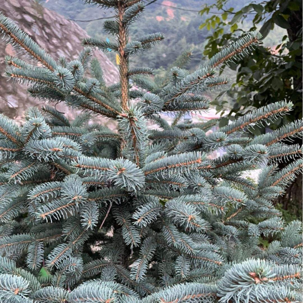 聖誕節快到了，家裡種棵清香的“聖誕樹”吧，小朋友看了很歡喜