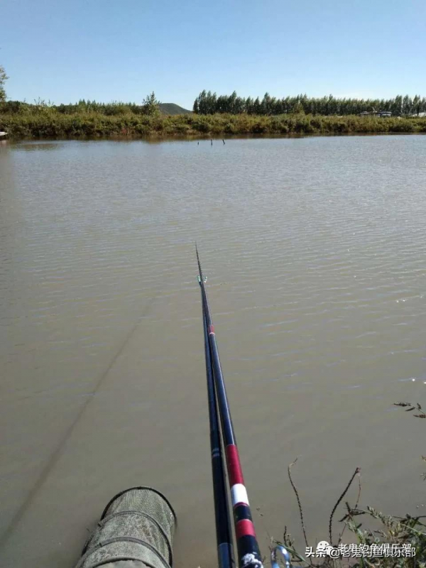 殺坑三角炮釣鯽魚，連竿狂拉