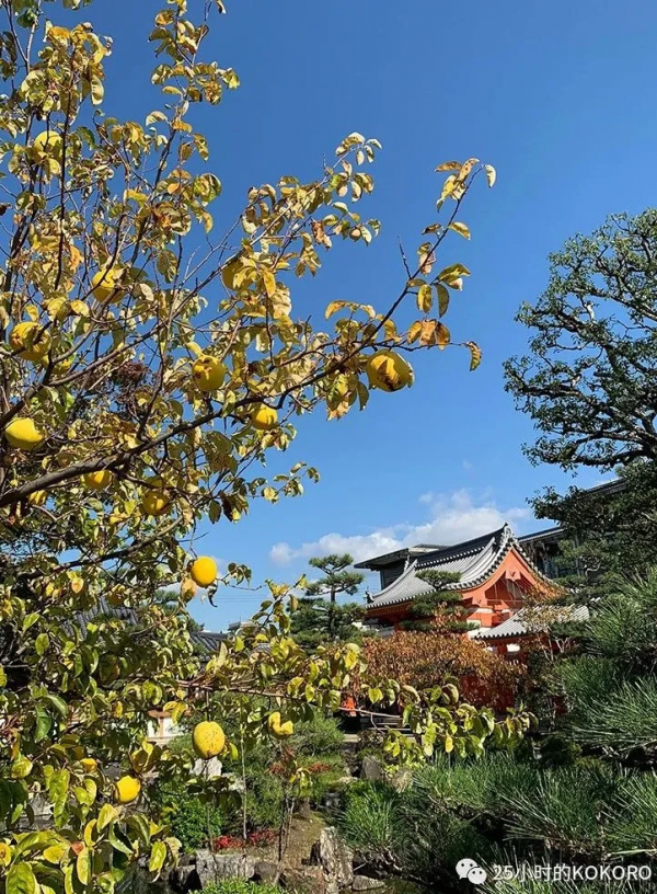 京都三十三間堂 京都三十三間堂