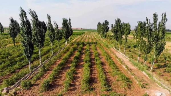 花三年時間拍攝種枸杞，他們用9353份影像記錄現實版“山海情”