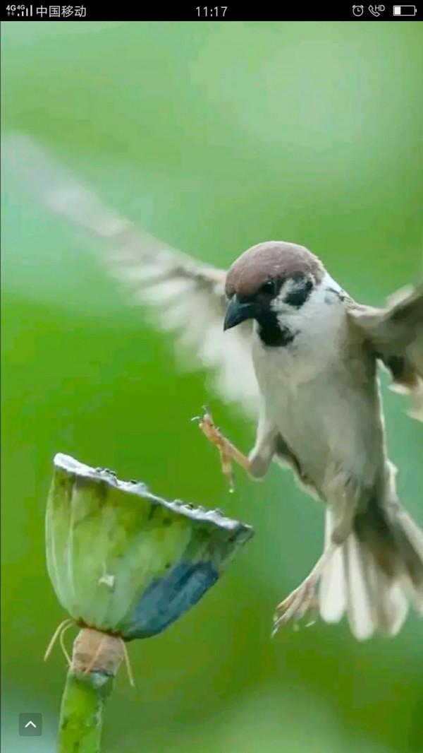 麻雀也是三級寶