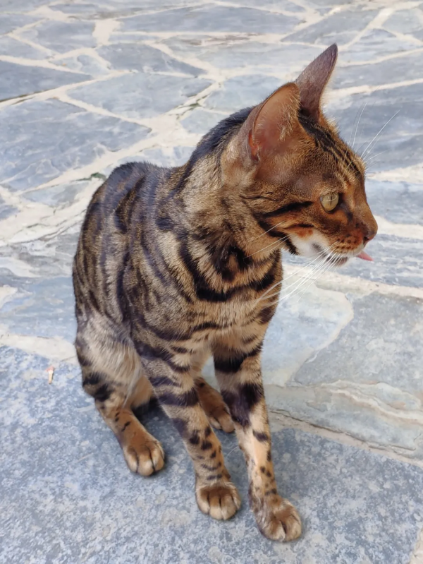 觀復貓新品:兩腳獸可吸貓“條” 觀復貓新品:兩腳獸可吸貓“條”