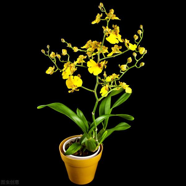 再不種就“過期”的10種花，留給我們的栽種時間不多了，別錯過