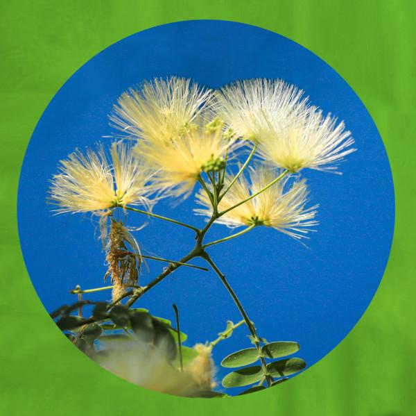 合歡花綻妍 合歡花綻妍