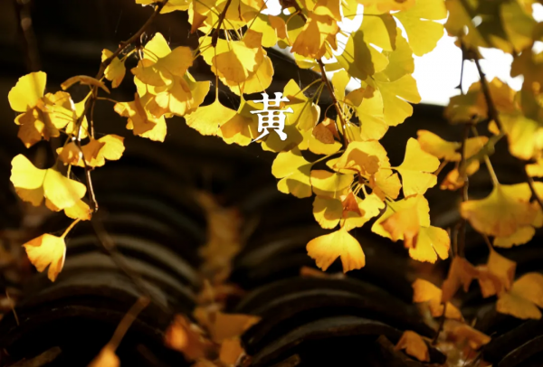 秋冬最美的風景,都在這7種世間美色裡 秋冬最美的風景,都在這7種世間美色裡