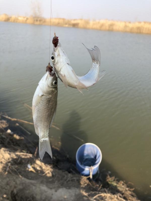 冰封天凍又何妨，漁者之樂有鯽相伴