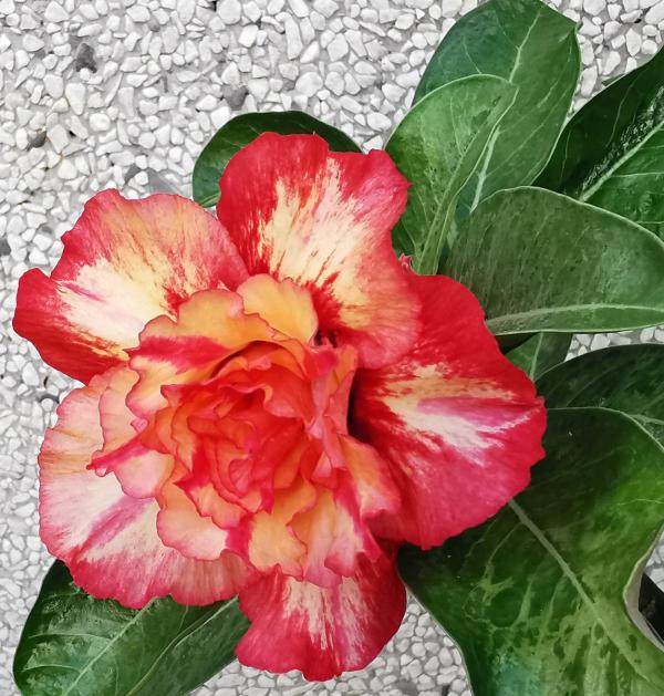 8月逛花市,看到3種花直接買回家,多曬太陽很快爆盆 8月逛花市,看到3種花直接買回家,多曬太陽很快爆盆