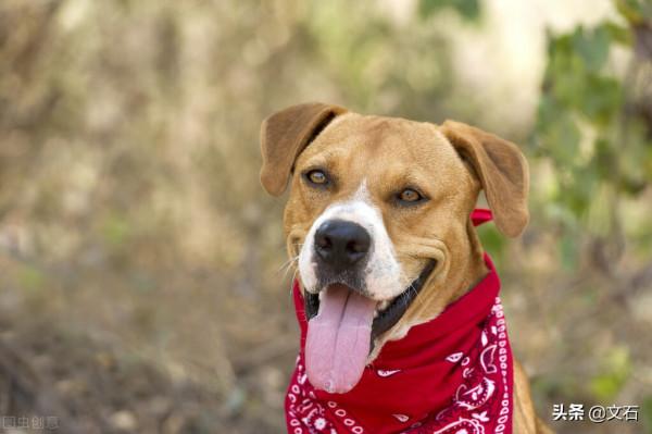 神秘人物的出現、登臺表演、夢幻一般——我是求職之路（50）