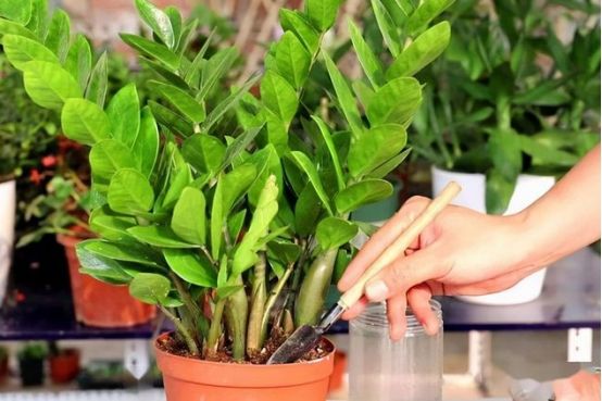 花農青麥澤翁：客廳養花是有講究，來看看吧