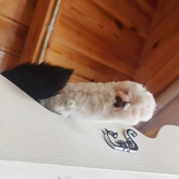 大阿寶：“斜槓青年”歡樂多