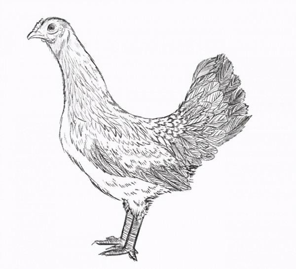 雲南六大名雞,哪隻是你們家鄉的? 雲南六大名雞,哪隻是你們家鄉的?