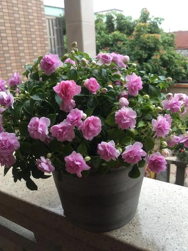 分享圖片，重瓣鳳仙花